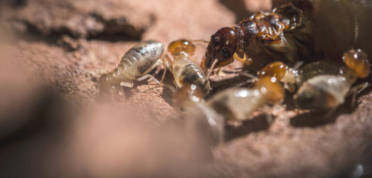 termites des insectes nuisibles vivant dans le sol