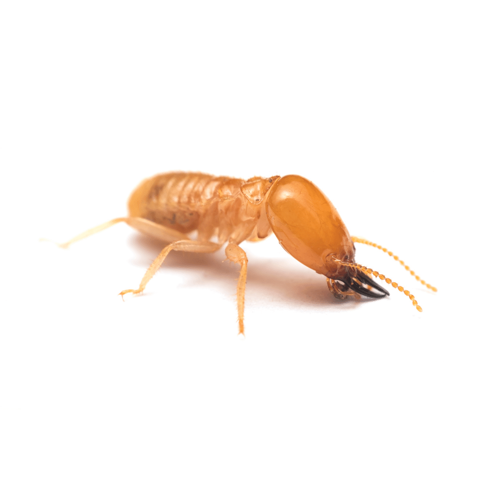 termites et dangers pour les humains ce que vous devez savoir