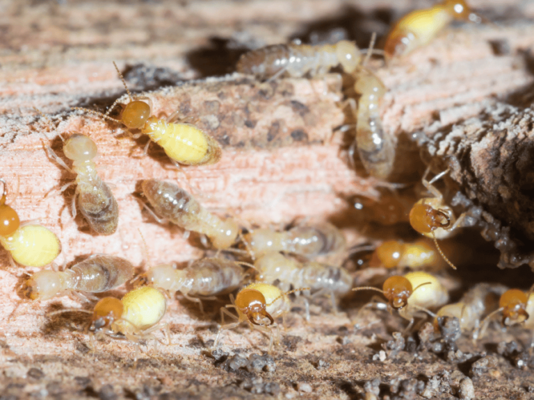 termites et risques sanitaires ce que vous devez savoir