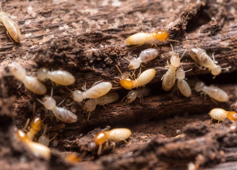 termites et survie le role crucial de leau