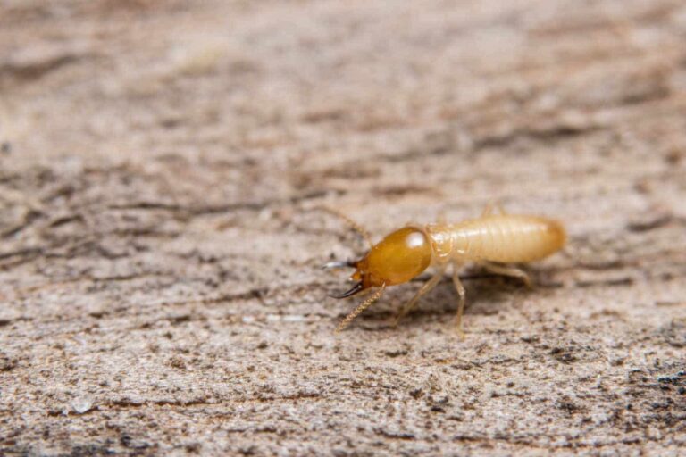 termites insectes xylophages se nourrissant de cellulose dans le bois