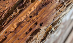 termites-la-propagation-rapide-des-nuisibles-des-murs-au-mobilier