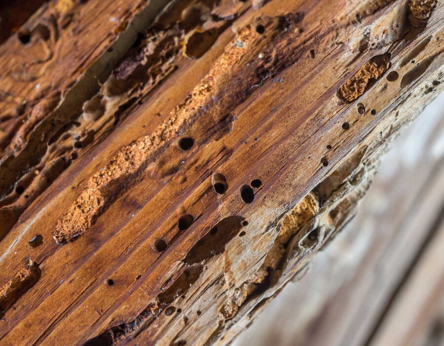 termites la propagation rapide des nuisibles des murs au mobilier