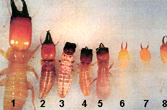 termites les raisons de leurs incessantes tentatives
