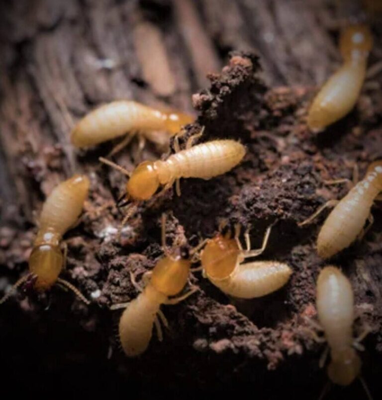 termites les stations dappats une solution efficace contre les nuisibles