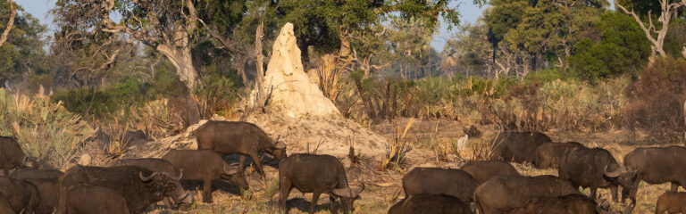 termites quand et pourquoi sortent ils de leur habitat