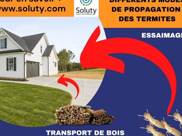 termites quand ont ils tendance a essaimer