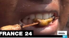 termites quelle est leur alimentation