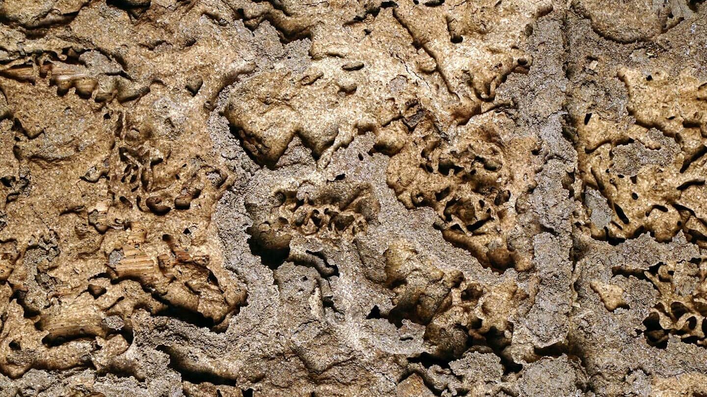 termites tout savoir sur la section 1 de la declaration