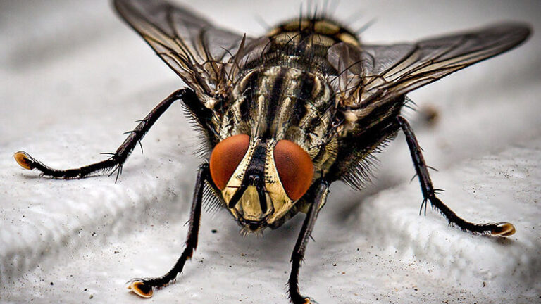 termites volants guide pratique pour les eliminer efficacement