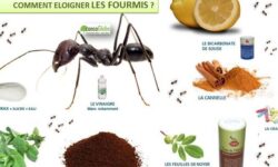 terre-de-diatomees-une-solution-efficace-pour-eliminer-les-fourmis