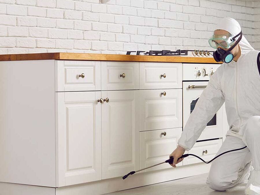 terre diatomee ou borax quel est le meilleur remede contre les fourmis