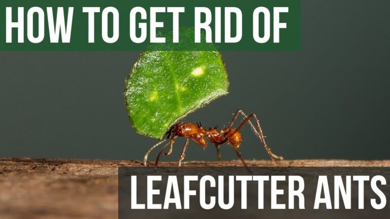 texas leaf cutter ant expert guide to controlling and preventing infestations