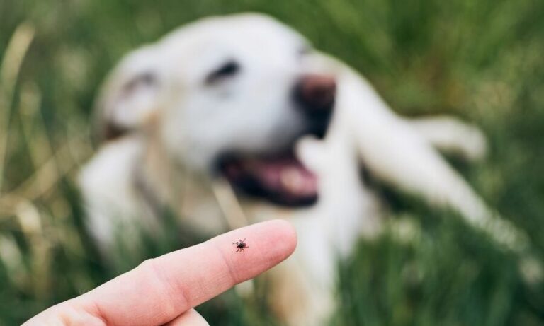 tick infested dog effective pest control solutions