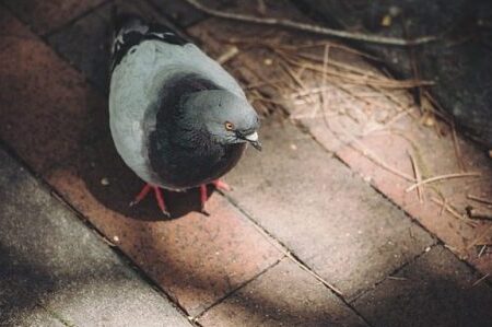tiques de pigeon comment les eliminer efficacement