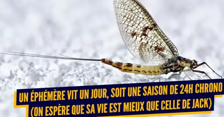 top 10 des animaux a la duree de vie la plus courte