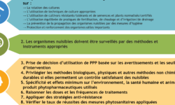 top-10-des-methodes-de-lutte-antiparasitaire-les-plus-efficaces