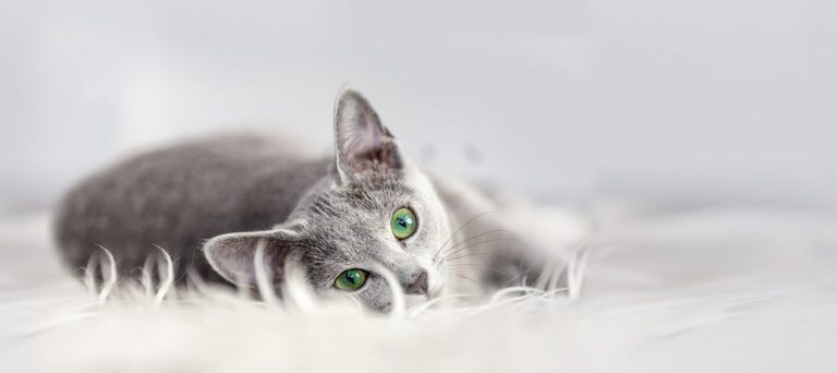 top 10 des odeurs que les chats detestent