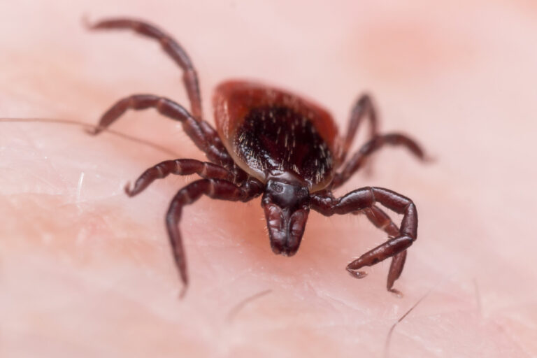 top 10 des pires etats pour la maladie de lyme un guide complet