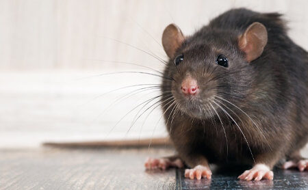 Top répulsifs souris : le meilleur choix pour éloigner les rongeurs 1 top repulsifs souris le meilleur choix pour eloigner les rongeurs