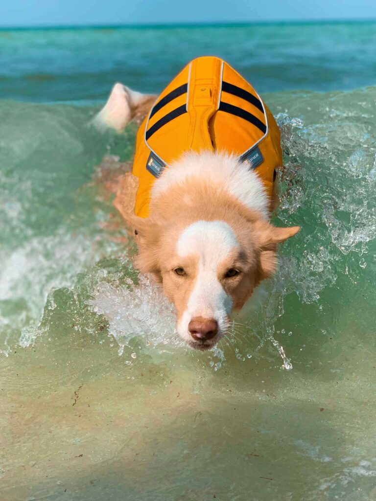 toxicite des meduses pour les chiens risques et precautions a prendre