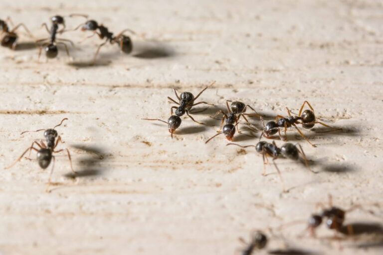 traitement anti fourmis solutions efficaces pour eliminer ces nuisibles