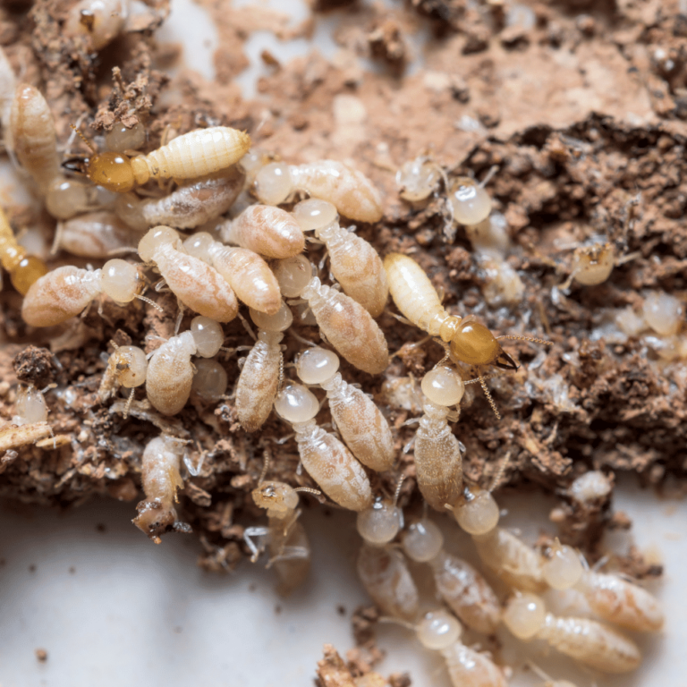 traitement des termites radar efficace et sans risque pour votre maison