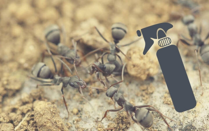 traitement efficace contre les fourmis pour une maison sans nuisibles