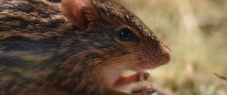 traitement efficace contre les poux de rat guide complet