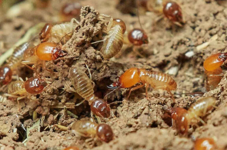 traitement thermique des termites une solution efficace contre les nuisibles