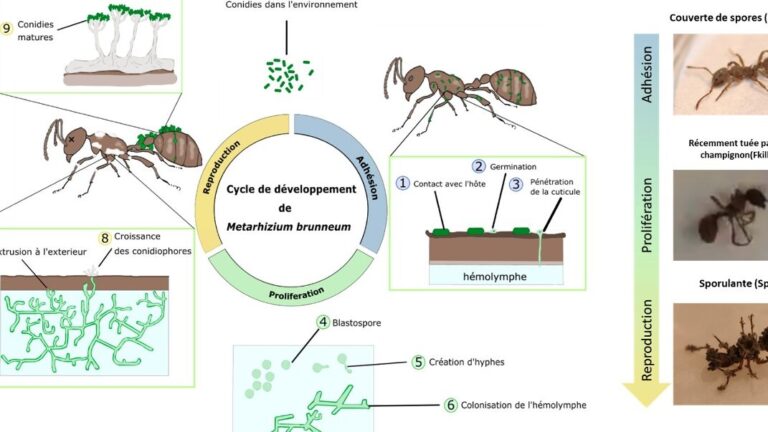 tubes de boue de fourmis charpentiers tout savoir sur ces nuisibles