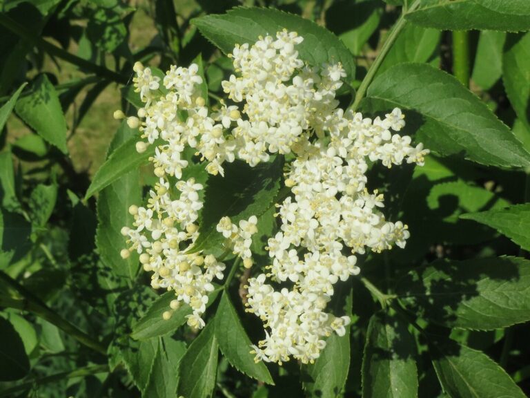 utilisation du purin de sureau pour eloigner les taupes conseils de lutte antiparasitaire