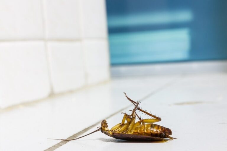 vinaigre fort un remede naturel efficace contre les nuisibles