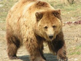 vitesse de course des ours quel est leur potentiel
