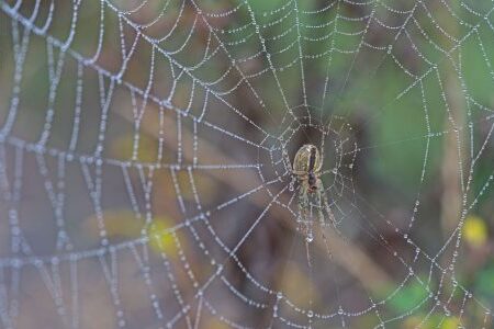 web dangle daraignee guide complet pour se debarrasser efficacement